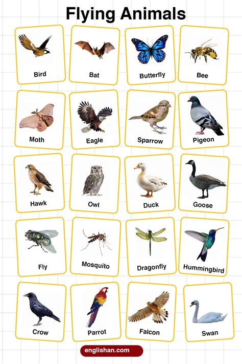 examples  aerial animals