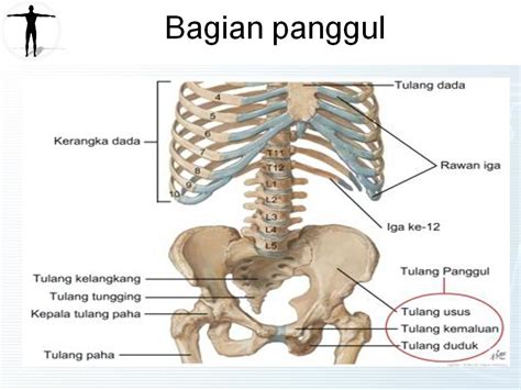 Power point KU: Anatomi Panggul