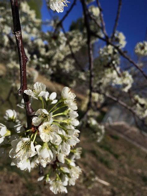 Free Images Tree Nature Branch Fruit Flower Food Spring