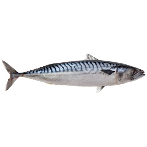 Atlantic Mackerel Scomber Scombrus