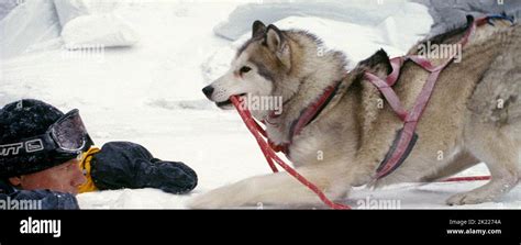 GREENWOOD,MAYA, EIGHT BELOW, 2006 Stock Photo - Alamy