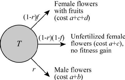 Sex Allocation In A Monoecious Plant The Evolutionary Problem For The