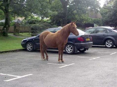 30 Insane And Funny Parking Moments Klykercom
