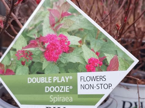 Spiraea japonica Double Play Doozie