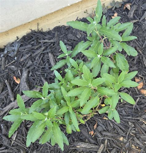 Beyond Midnight® Bluebeard | Proven Winners – Great Garden Plants