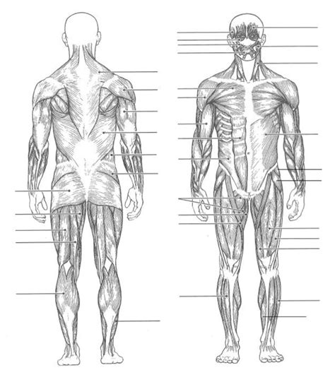 Full Body Muscle Diagram Diagram | Quizlet