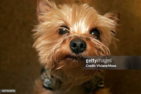 Teacup Yorkie Terrier