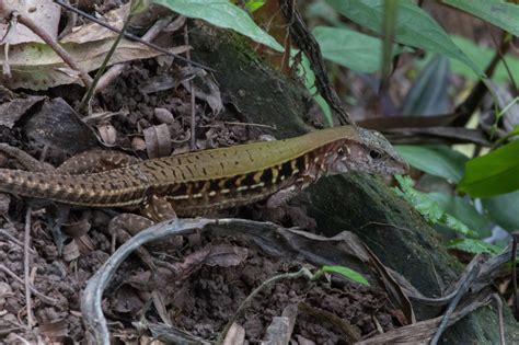 Rainbow Ameiva From Black Rock Lodge San Ignacio Belize On June 01