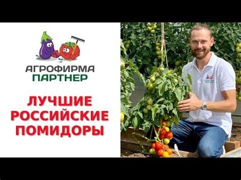 (554) ЛУЧШИЕ РОССИЙСКИЕ ПОМИДОРЫ. ДОСТИЖЕНИЯ СЕЛЕКЦИОНЕРОВ 2021 ...
