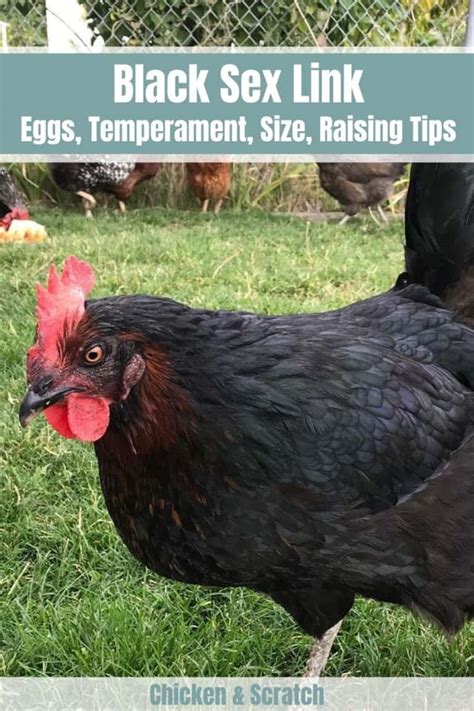 Black Sex Link Chicken Eggs Height Size And Raising Tips