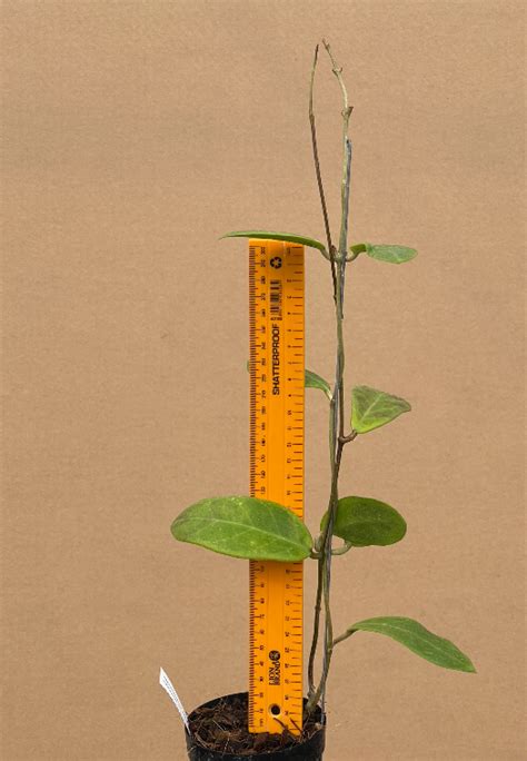Hoya Mindorensis Red Star Plantae Orchids And Rare Plants