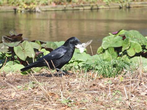 Spotting Dutch Birds A Bird Expedition From Your Own Home