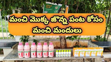 మకక జనన పట ల Syngenta మదల Calaris xtra Ampligo Evicent