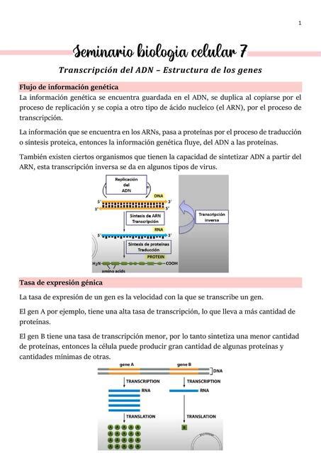 Biolog A Celular Udocz