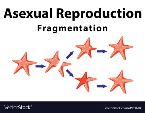 What Are Asexual Reproduction Regeneration At Janie Davis Blog