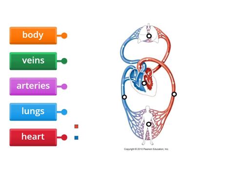 circulatory system - Labelled diagram