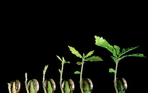 Watching Time-Lapse Video of Plants Growing Is Oddly Comforting