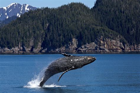 Humpback Whale Free Stock Photo - Public Domain Pictures