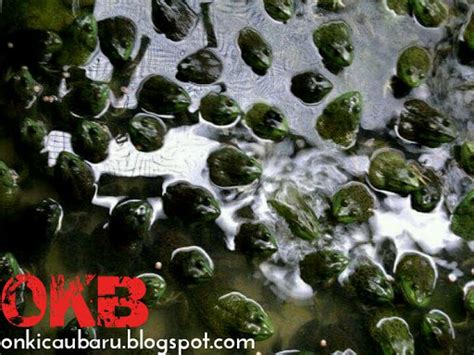 Cara Budidaya Kodok Hijau Yang Benar Agar Cepat Panen On Kicau Baru