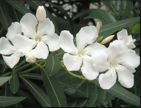 white oleander as a tattoo, love the meaning behind this flower | Plants, White oleander, Oleander