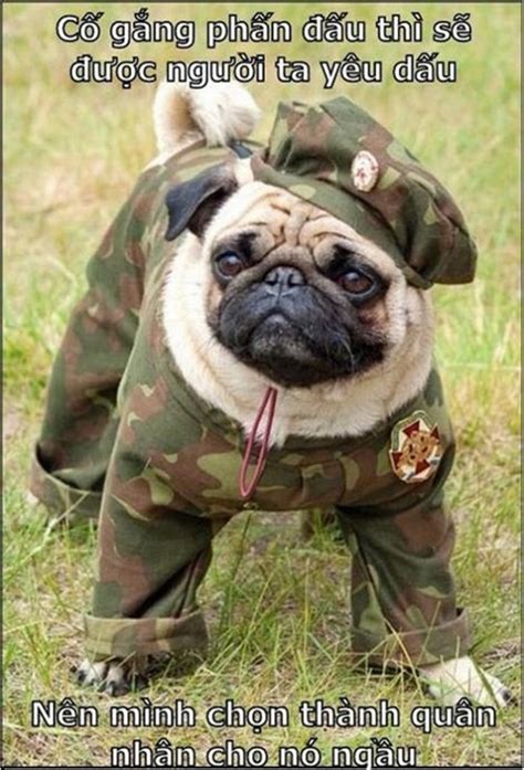 Những hình ảnh động vật chế hài hước và ngộ nghỉnh nhất Thư viện Ảnh đẹp hot nhất 2016