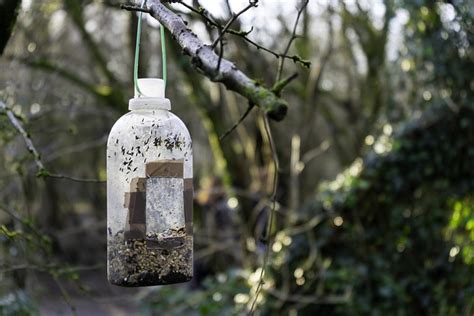 Feeder Bird Nature - Free photo on Pixabay - Pixabay