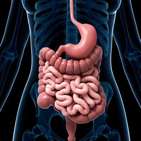 Common Digestive Problems And How To Prevent Them