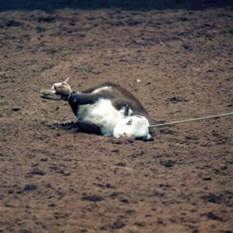 peta animal list 9