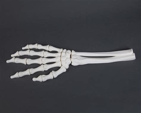 Flexi Factory Skeleton Arm 3d Printed Full Size Arm Etsy