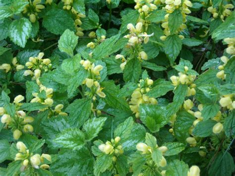 Lamium luteum | Ewa's Blomsterparadis