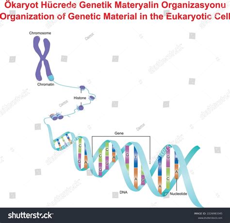 Organization Genetic Material Eukaryotic Cell Stock Vector (Royalty ...