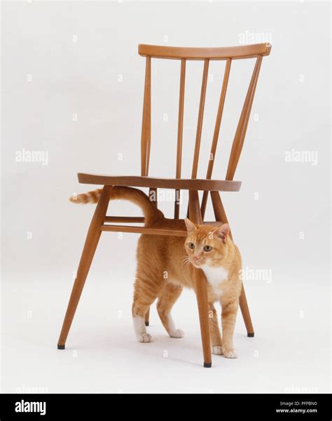 Jessica Get That Dang Cat Outtamy Chairgawd Napoleon
