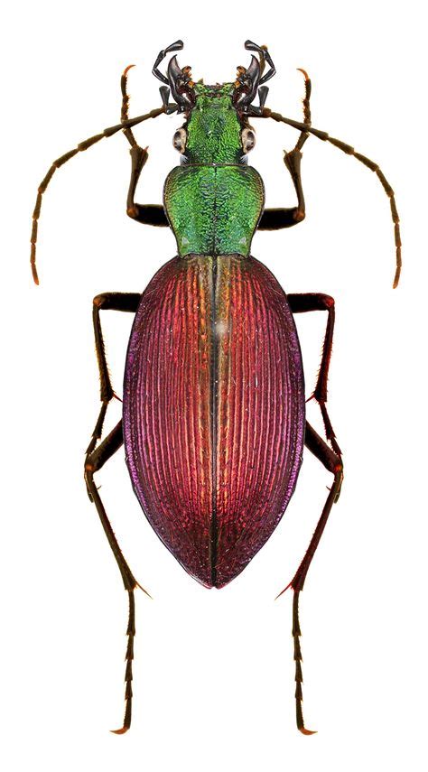 67 Ideas De Insects Chile En 2021 Coleopteros Insectos Escarabajos