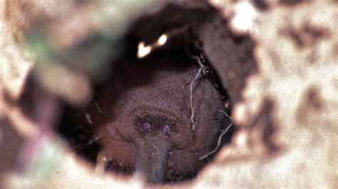 We Need To Talk About Why The Naked Mole Rat Is An Incredible Mammal