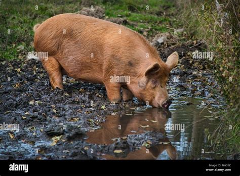 Rare Breed Tamworth Pig Stock Photo Alamy