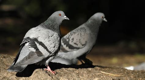 "Street Pigeon" Images – Browse 6,413 Stock Photos, Vectors, and Video ...