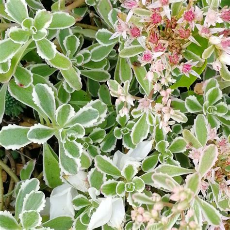 Очиток ложный триколор, саженцы