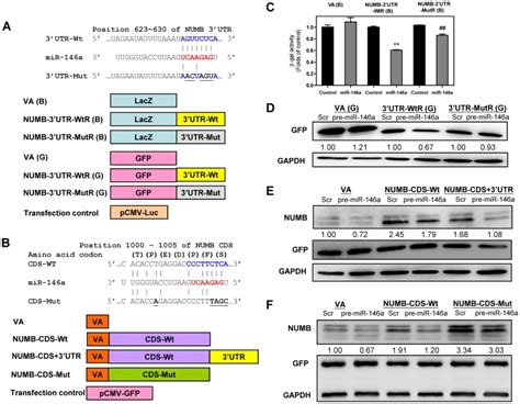 (A, B) Schematic diagram of the reporter constructs and expression ...