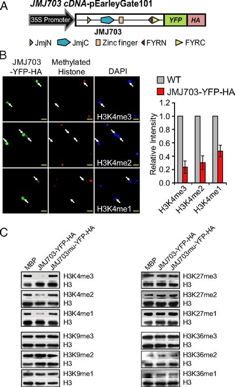 Control Of Transposon Activity By A Histone H3k4 Demethylase In Rice Pnas