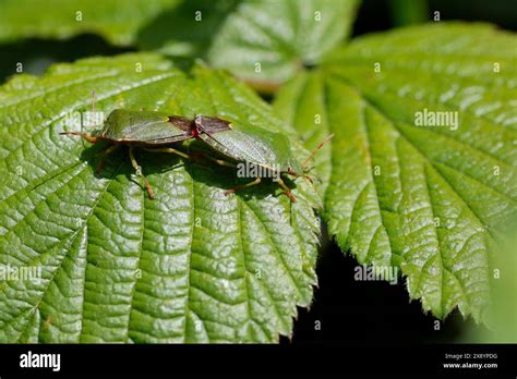 Coupled Forest Shield Bugs Hi Res Stock Photography And Images Alamy