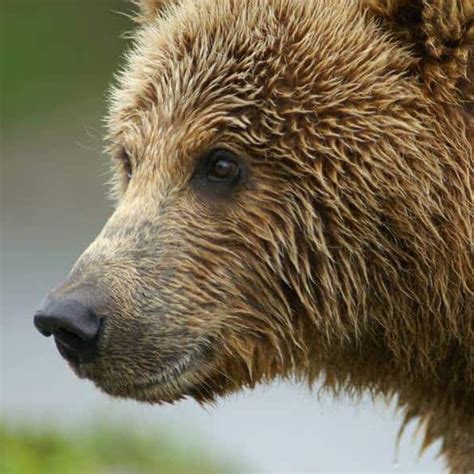SCIF BEAR STRATEGY - Safari Club International Foundation