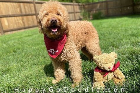 The Goldendoodle Teddy Bear Cut: So Adorable Your Heart Will Melt ...