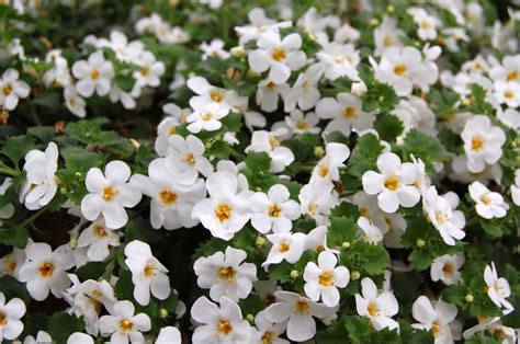 Bacopa White Plants For Spaces