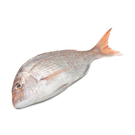 buy snapper fresh  kg solander gourmet seafood  nz