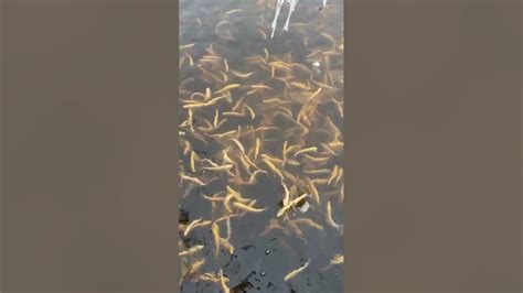 Янтарная форель - YouTube