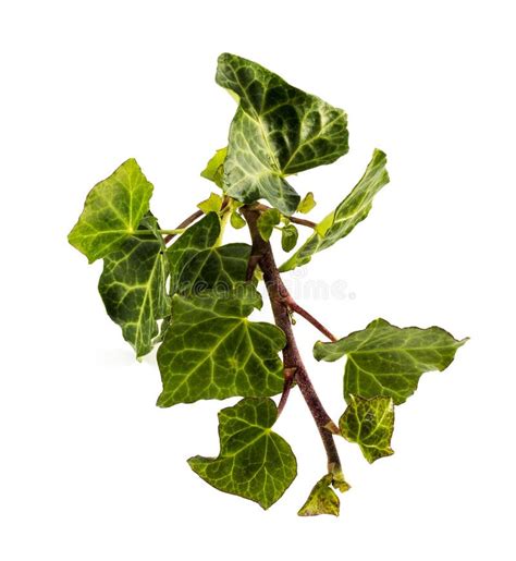 Green Ivy Stock Image Image Of Spread Creeper Bluszcz 212451