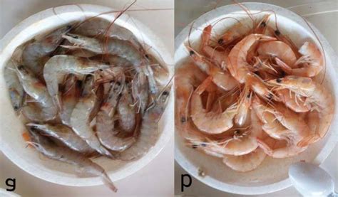 Common Presentation Of White Shrimp L Vannamei A Fresh Shrimp B