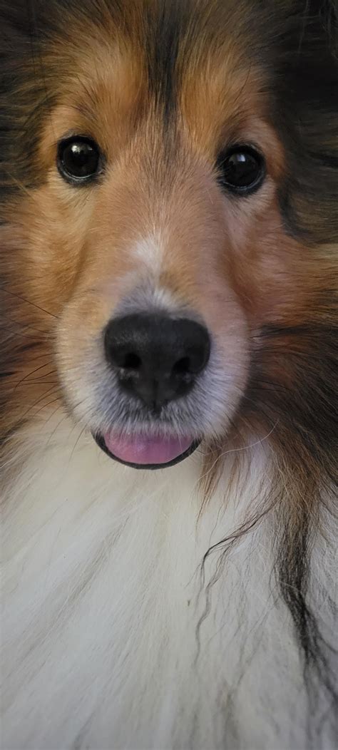 Sleepy puppy 🥰 : r/sheltie