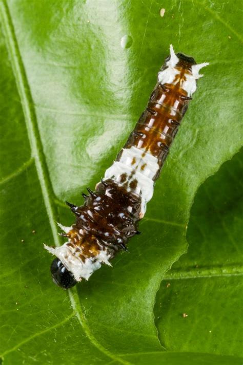 Queensland Museum On Twitter Didyouknow Caterpillars Of The Orchard