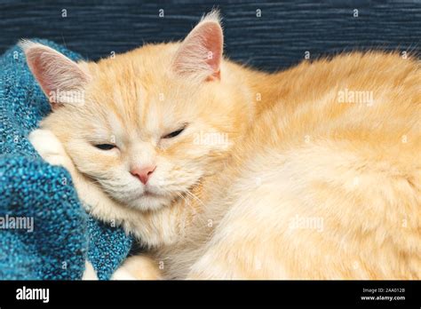 Cute Cream Tabby Cat Sleeping On A Blue Plaid Stock Photo Alamy